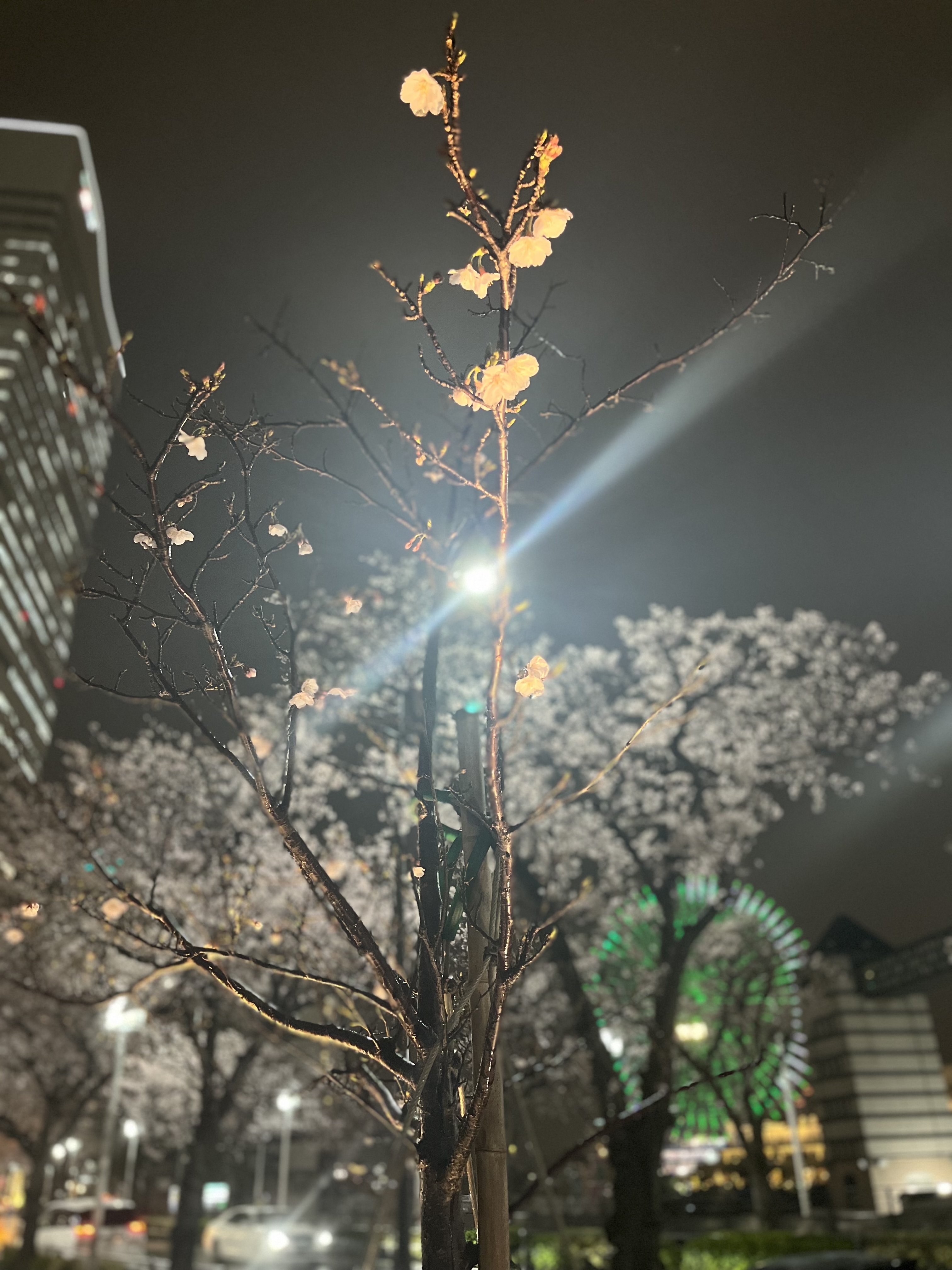 桜が似合うショート如何ですか？のメイン画像